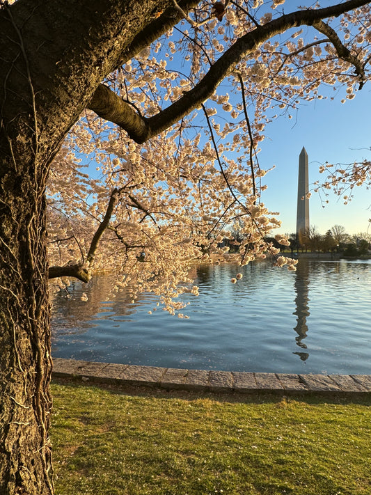 Cherry Blossom with monument 