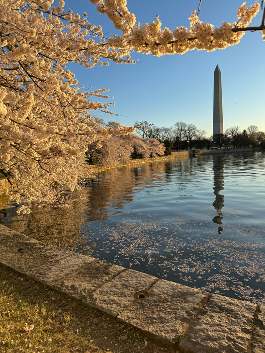 Cherry blossoms with monument ￼