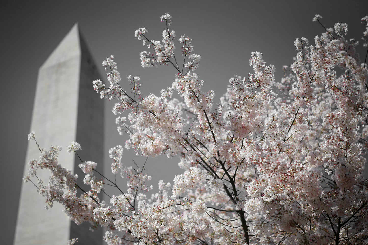 Cherry Blossoms at Washington Monument