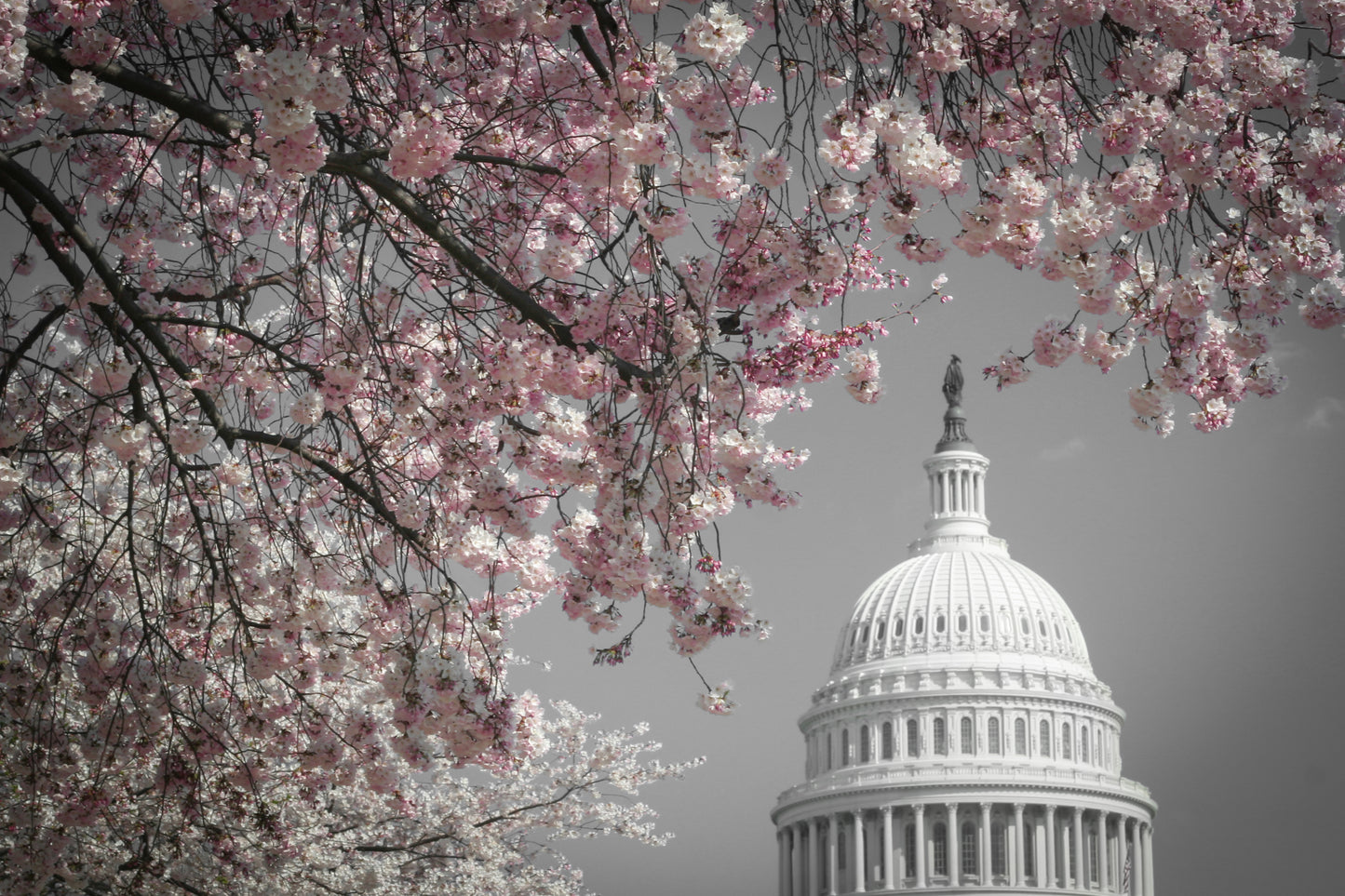 Cherry Blossoms black and white with Capitol