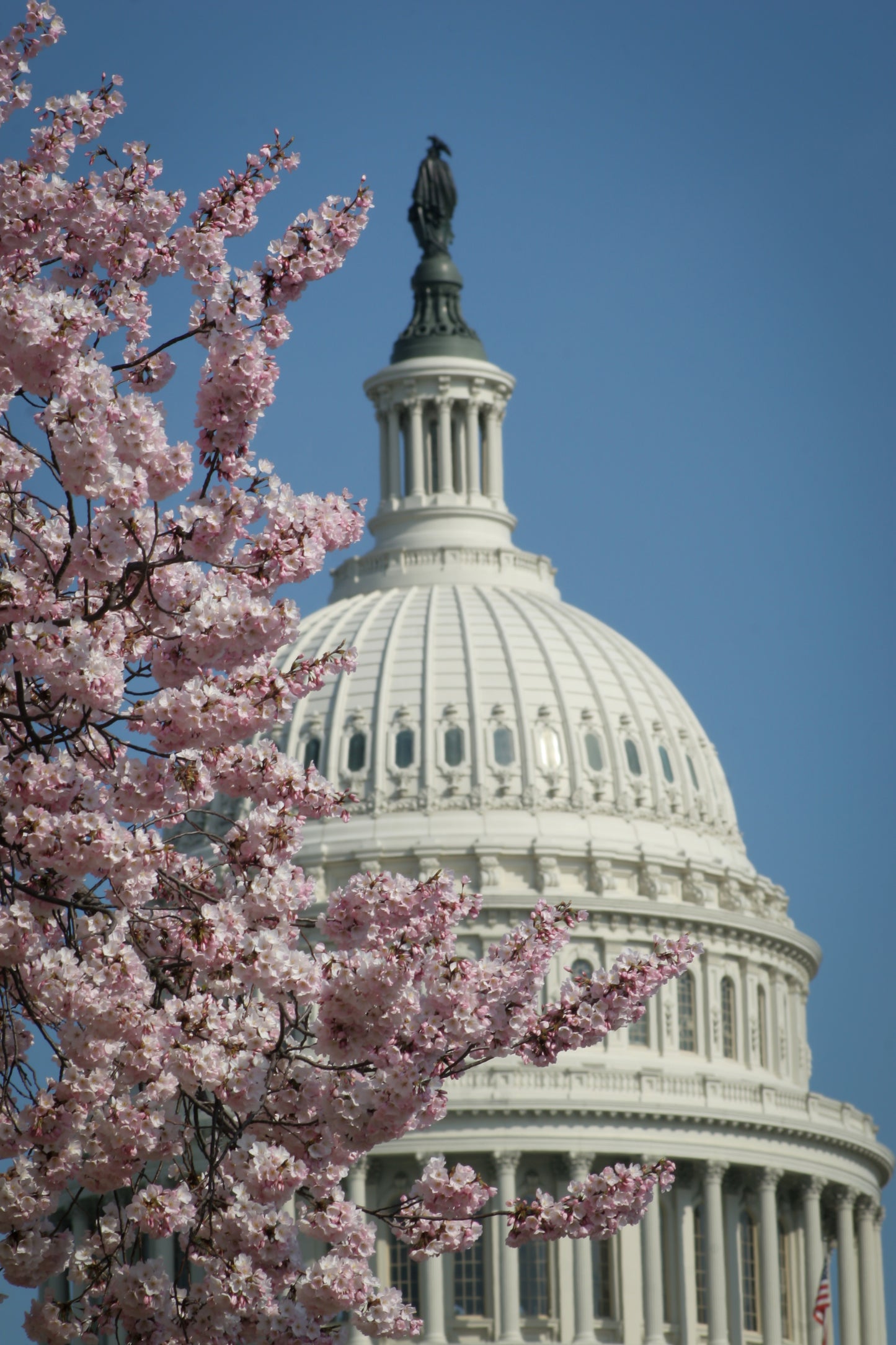 Cherry Blossoms Capitol - Vertical
