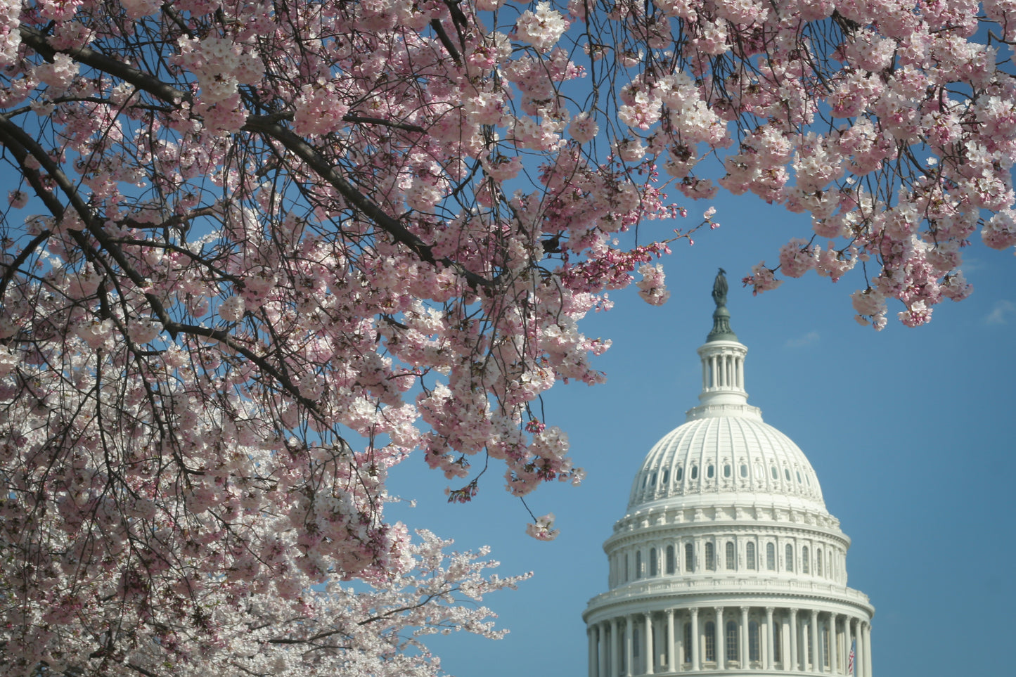 Cherry Blossoms Capitol