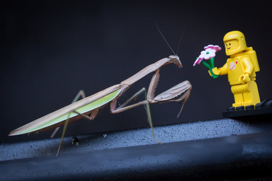 Praying Mantis and spaceman