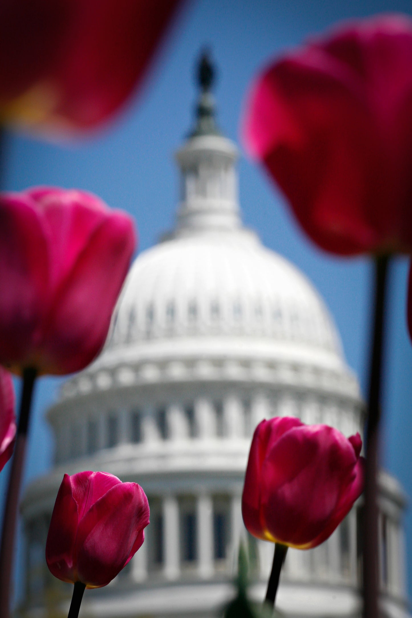 Pink Tulips Capitol - Vertical