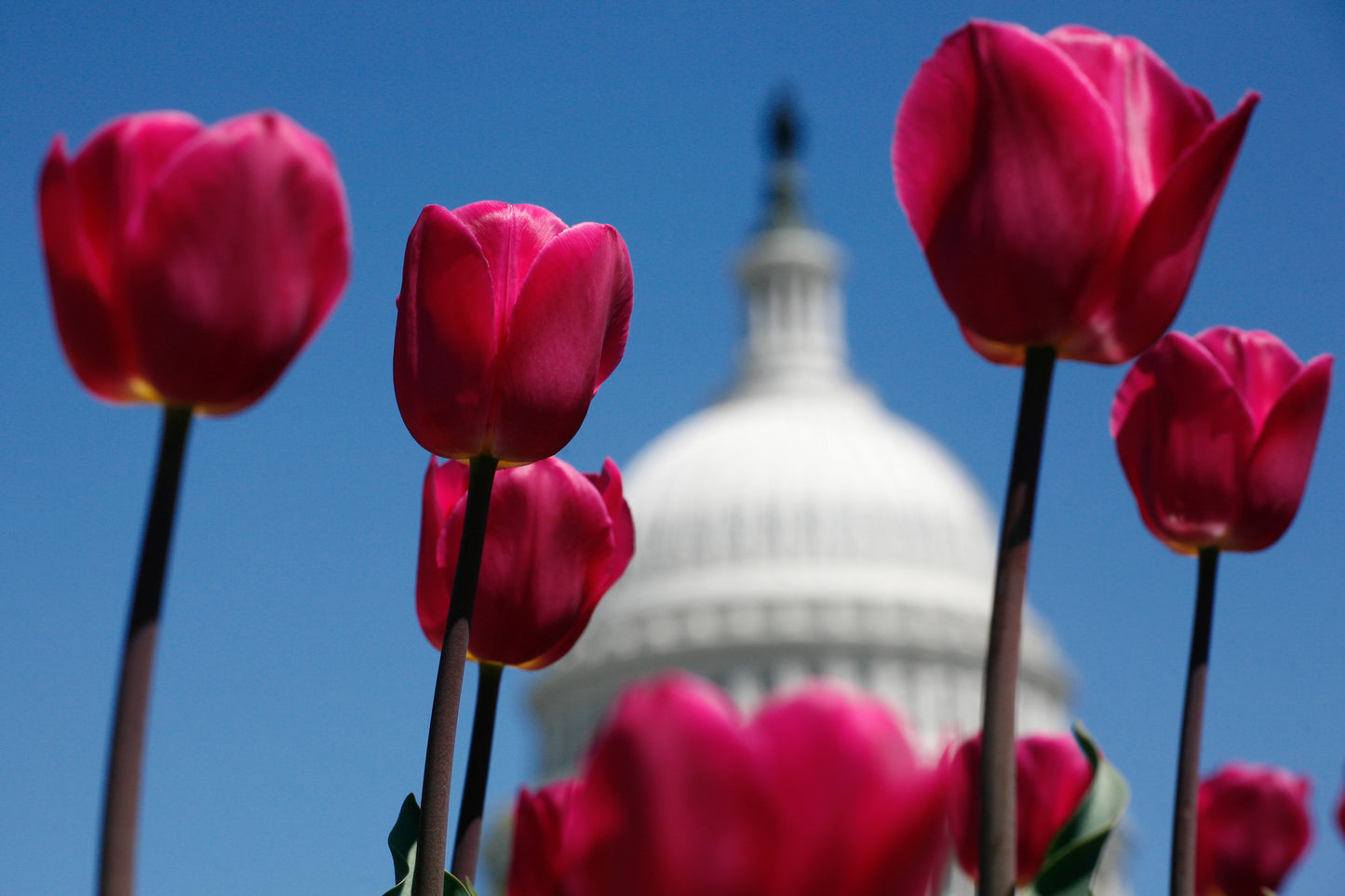 Pink Tulips Capitol