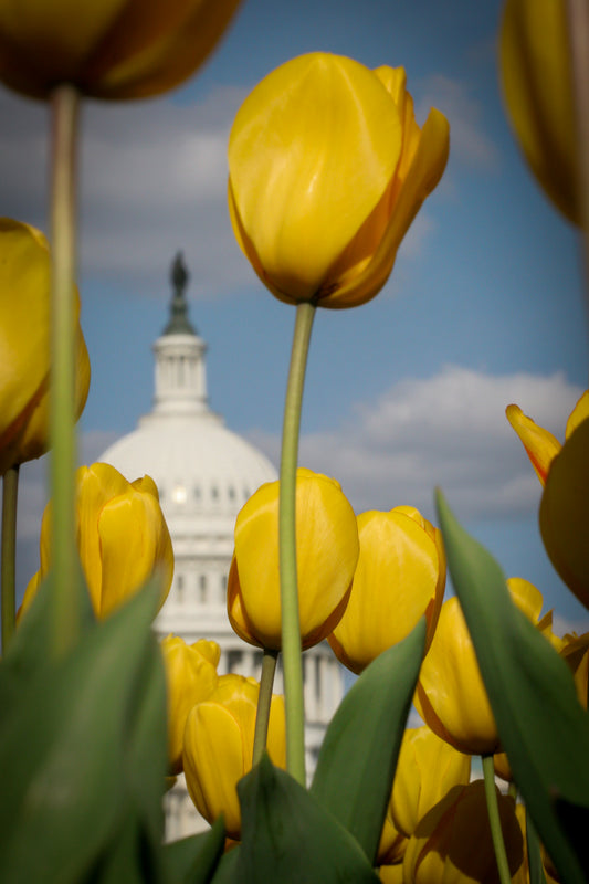 Yellow Tulips Capitol  - vertical