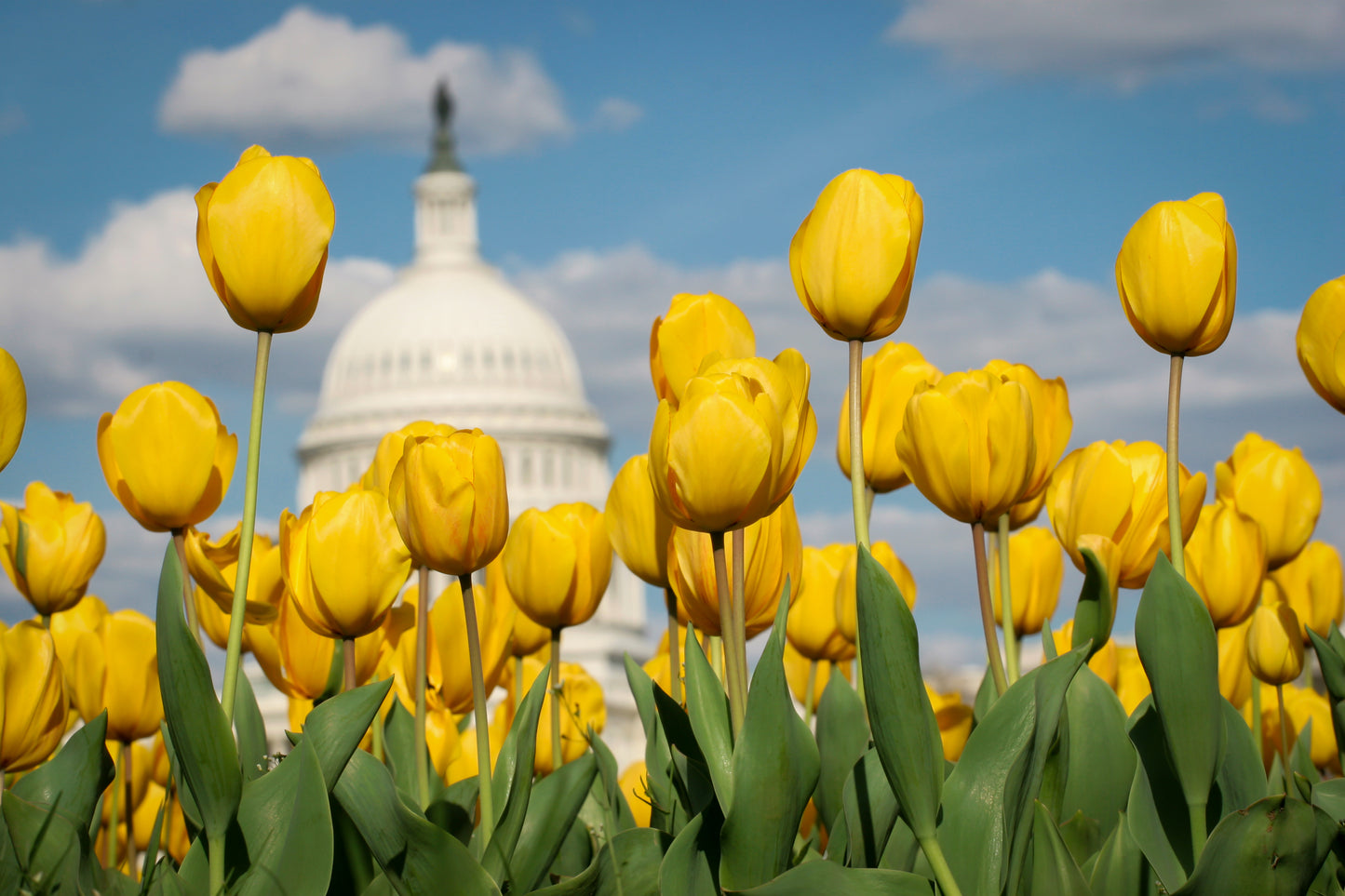 Yellow Tulips Capitol