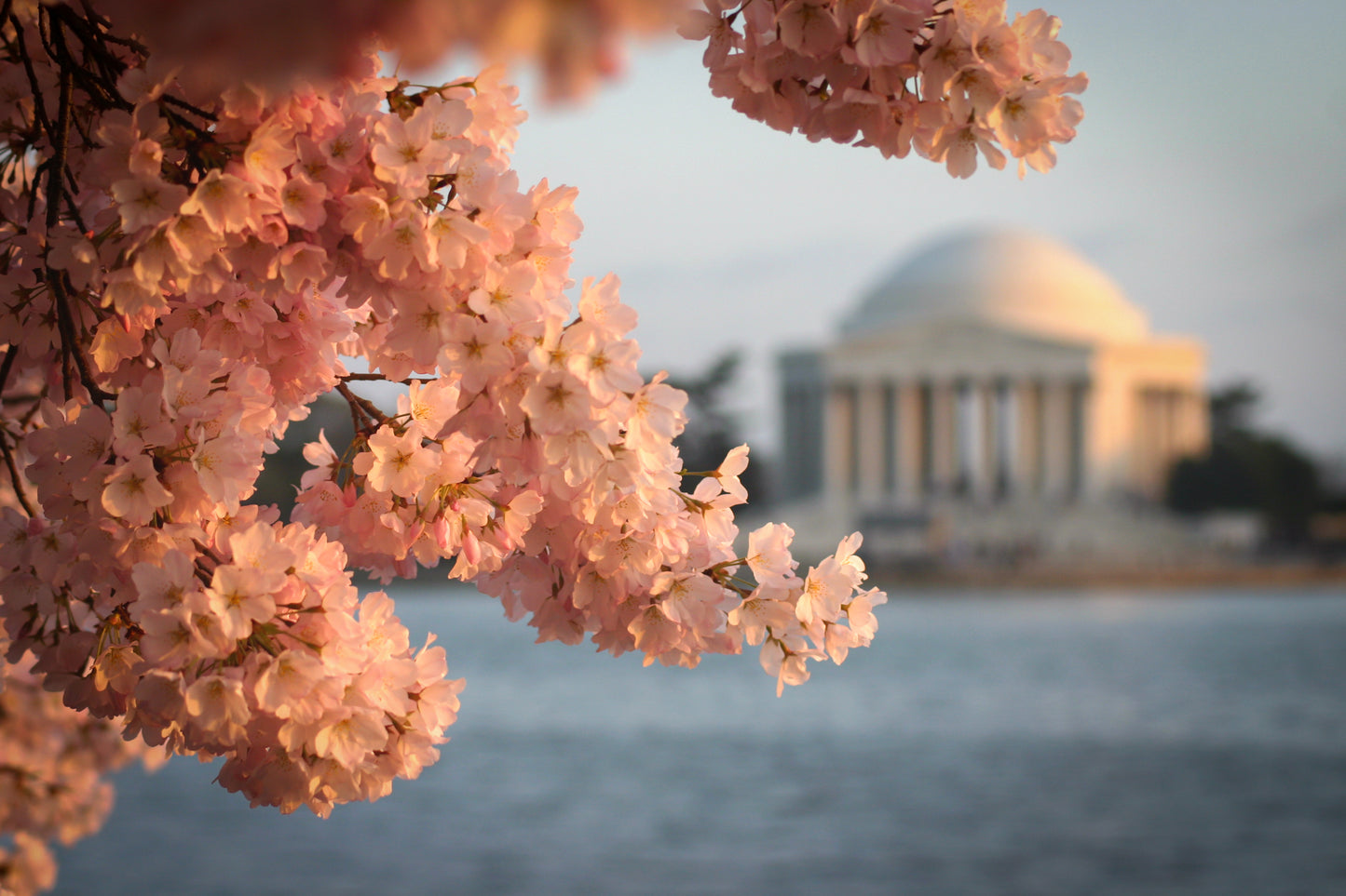 Cherry Blossom Jefferson Memorial